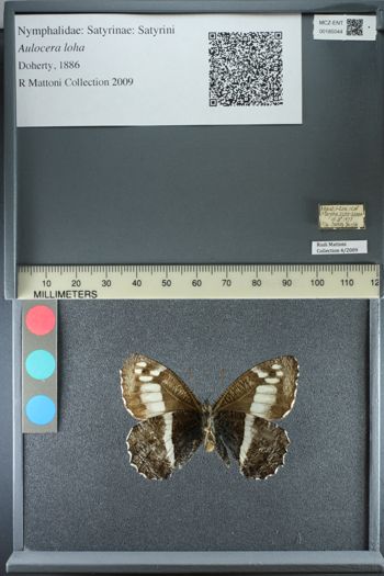 Media type: image;   Entomology 185044